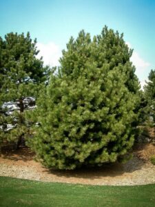 Сосна Чёрная (Pinus Nigra) купить по цене от 270.00р. в интернет-магазине «Посадика» с доставкой почтой в в Петергофе и по всей России – [изображение №1].