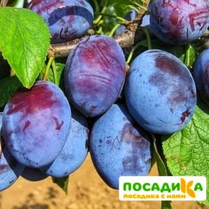 Слива Чачакская ранняя купить по цене от 229.00р. в интернет-магазине «Посадика» с доставкой почтой в в Петергофе и по всей России – [изображение №1].