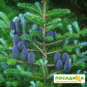 Пихта корейская (Abies koreana) купить по цене от 450.00р. в интернет-магазине «Посадика» с доставкой почтой в в Петергофе и по всей России – [изображение №1].