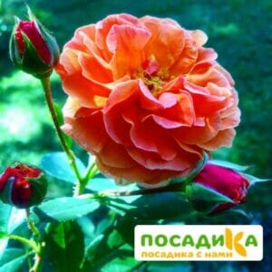 Роза Арабия купить по цене от 350.00р. в интернет-магазине «Посадика» с доставкой почтой в в Петергофе и по всей России – [изображение №1].