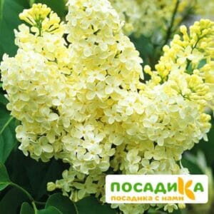 Сирень Примроуз (Primrose) купить по цене от 529.00р. в интернет-магазине «Посадика» с доставкой почтой в в Петергофе и по всей России – [изображение №1].