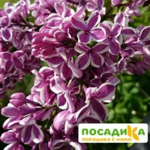 Сирень Сенсация купить по цене от 529.00р. в интернет-магазине «Посадика» с доставкой почтой в в Петергофе и по всей России – [изображение №1].