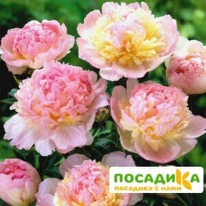 Пион Распберри Сандей (Paeonia Raspberry Sundae) купить по цене от 959р. в интернет-магазине «Посадика» с доставкой почтой в в Петергофе и по всей России – [изображение №1].