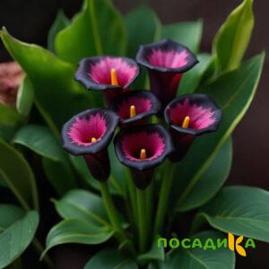 Калла Аура Лейс купить по цене от 400р. в интернет-магазине «Посадика» с доставкой почтой в в Петергофе и по всей России – [изображение №1].