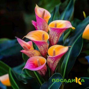 Калла Оникс купить по цене от 450р. в интернет-магазине «Посадика» с доставкой почтой в в Петергофе и по всей России – [изображение №1].