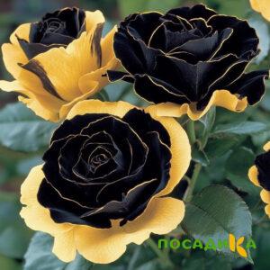 Роза Ханни Сикл купить по цене от 700р. в интернет-магазине «Посадика» с доставкой почтой в в Петергофе и по всей России – [изображение №1].