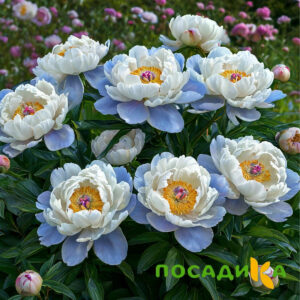 Пион акварельный Этюд купить по цене от 806р. в интернет-магазине «Посадика» с доставкой почтой в в Петергофе и по всей России – [изображение №1].