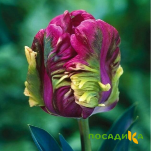 Тюльпан Экзотик Хэвен купить по цене от 186р. в интернет-магазине «Посадика» с доставкой почтой в в Петергофе и по всей России – [изображение №1].